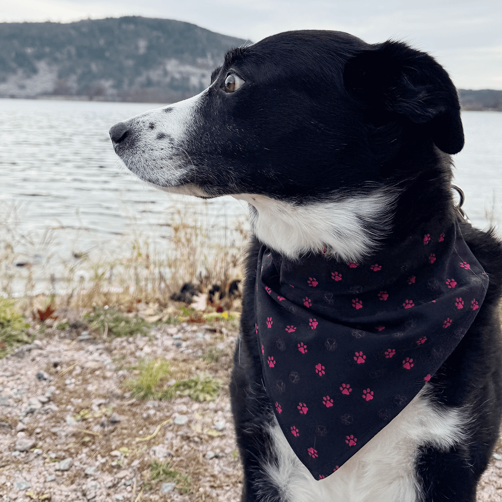 Wag Wisconsinbly Reversible Paw Print Bandana