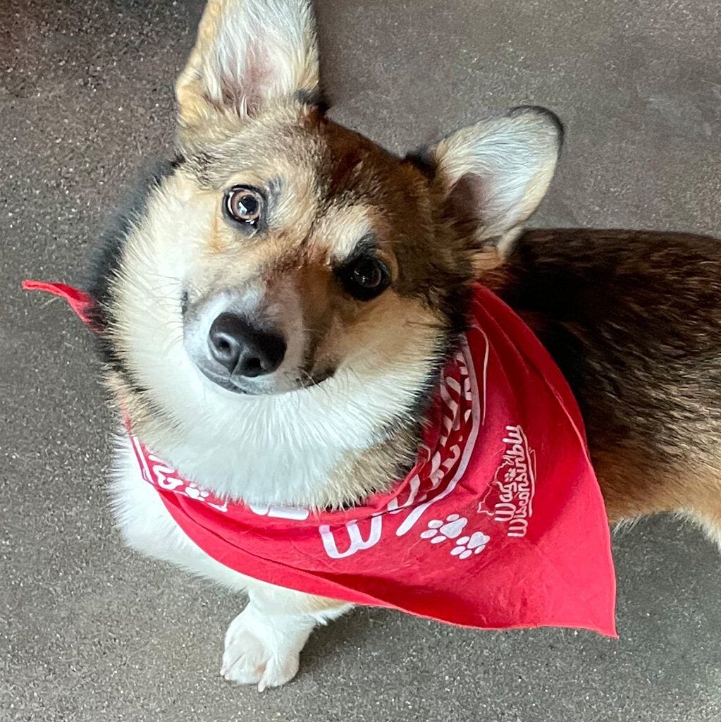 Wag Wisconsinbly Bandana